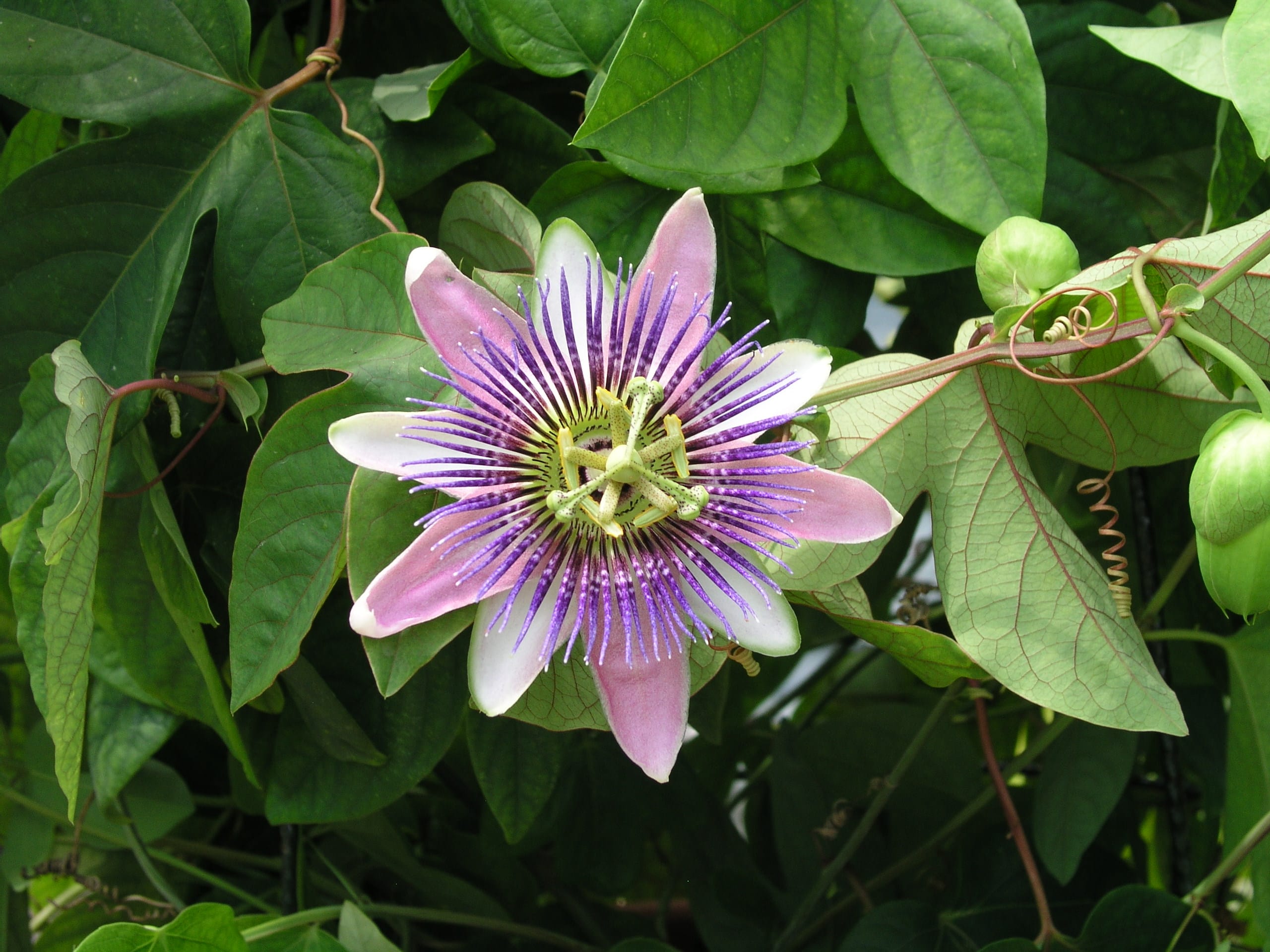 Blue Passion Flower Passiflora Caerulea Lupon gov ph