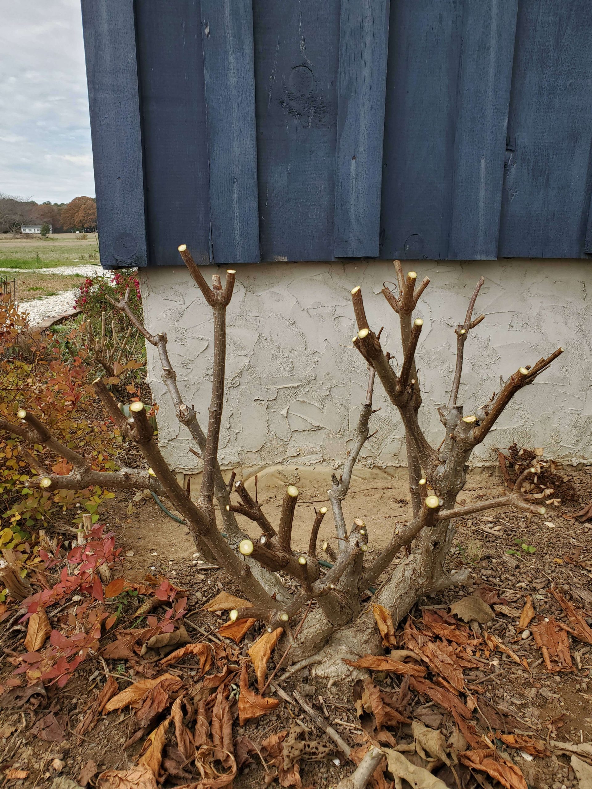 How To Prune A Hydrangea Paniculata Snowdrop Farm