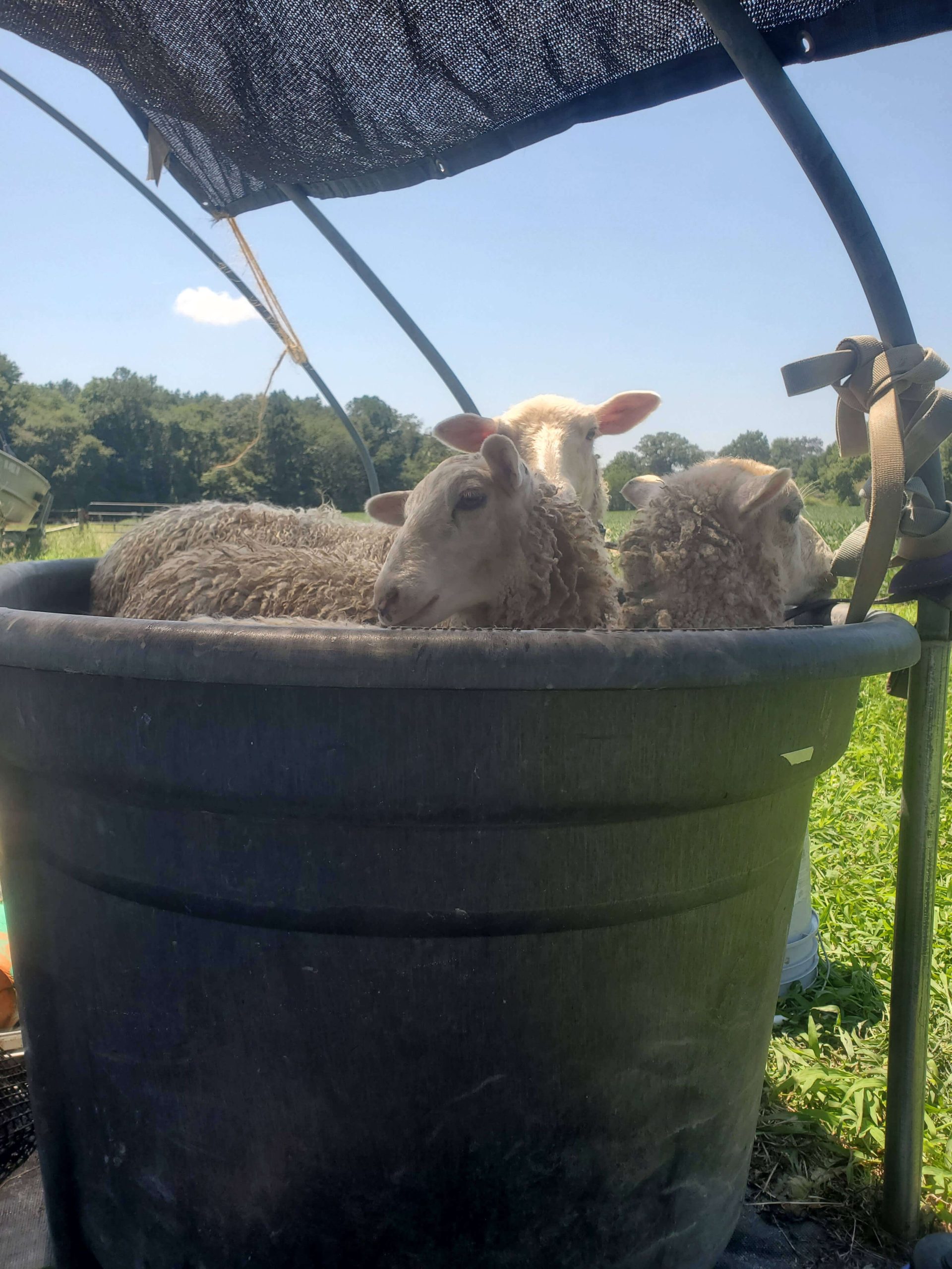 Foot Rot In Sheep What You Need To Know Snowdrop Farm