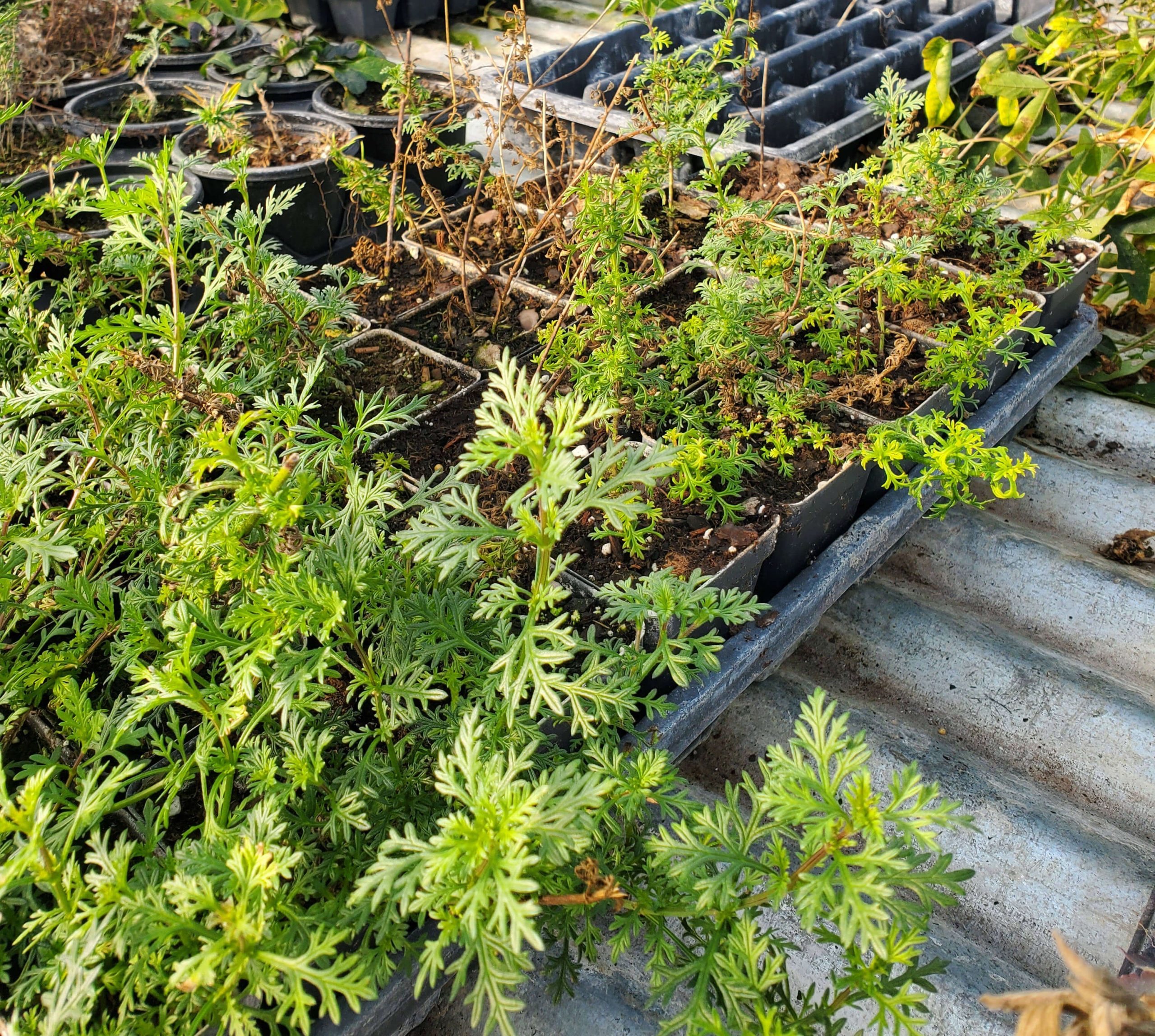 Root Rot Could Be What Is Killing Your Plants Snowdrop Farm