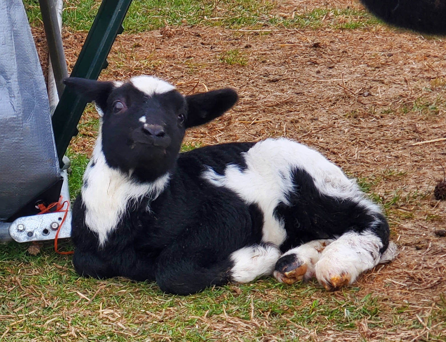A Quick Look At Sheep Coat Color Genetics: Spotting | Snowdrop Farm
